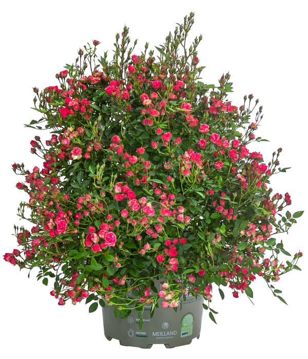 Balkonrose 'Lilly Rose®'