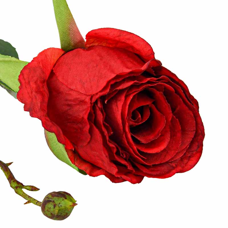 Tige de bouton de rose rouge