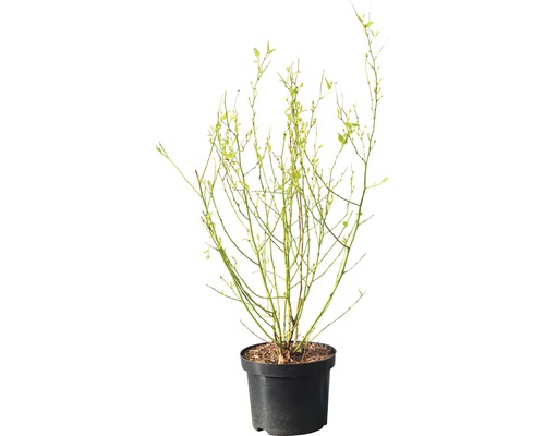 Ranunculus struik FloraSelf Kerria japonica 