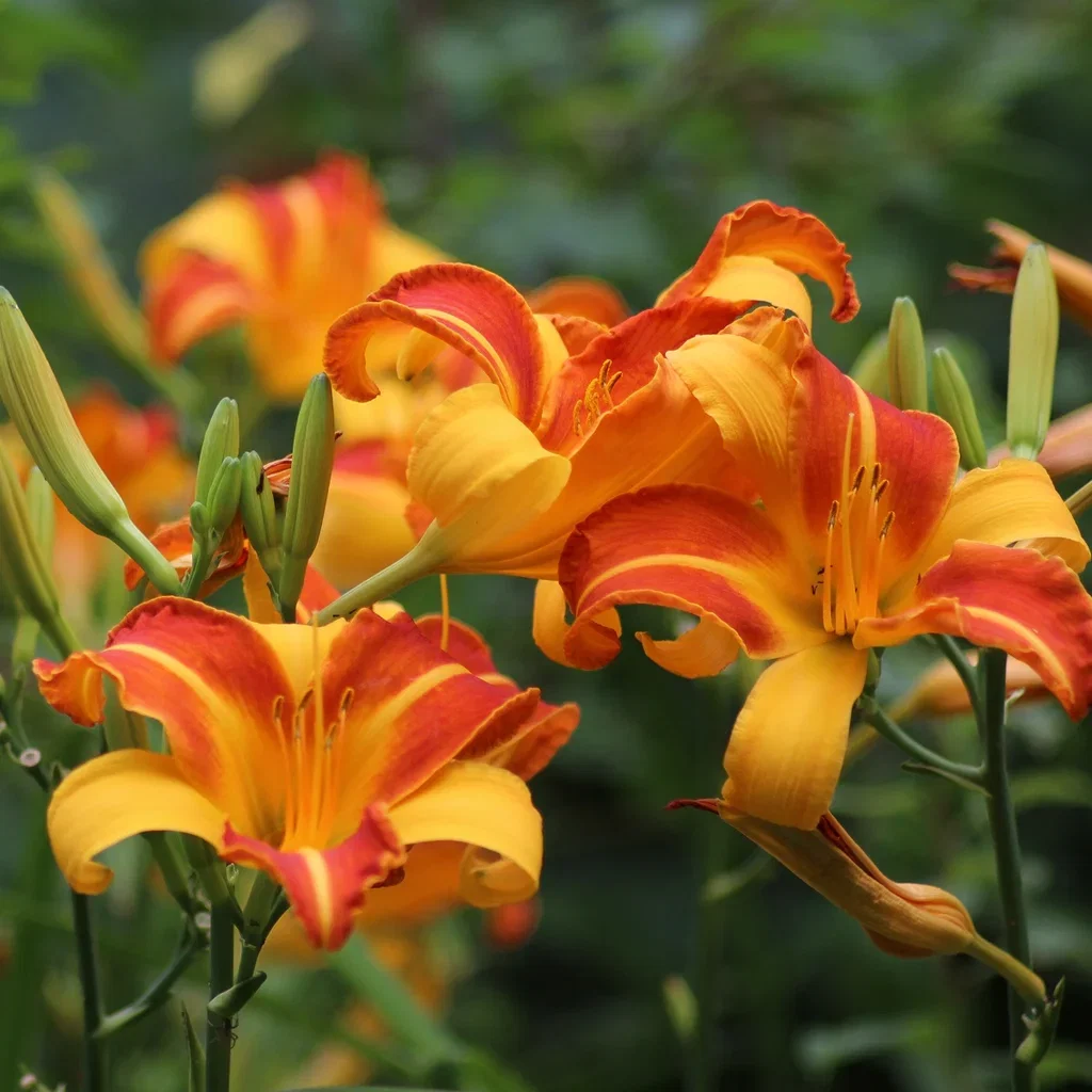 Hemerocallis 'Frans Hals' Daglilje 'Frans Hals' Ø11 cm