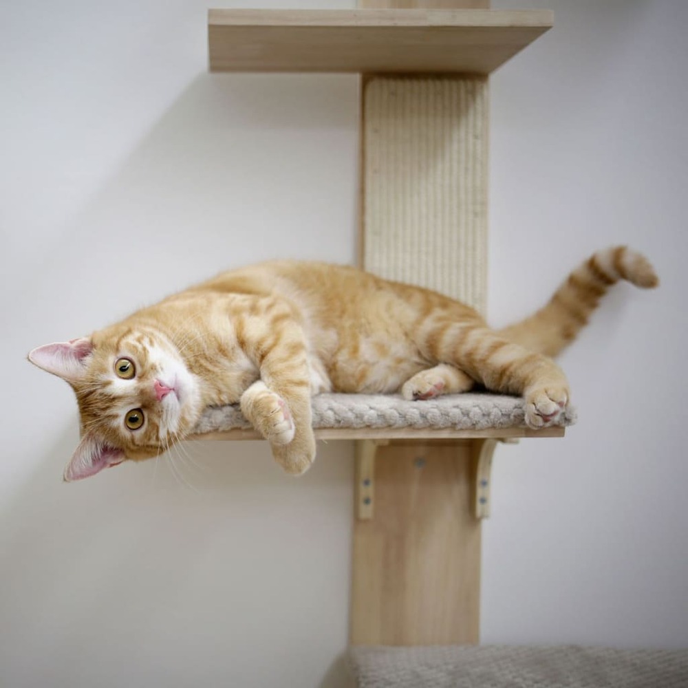 Arbre à chat timber wall 150 cm naturel et taupe