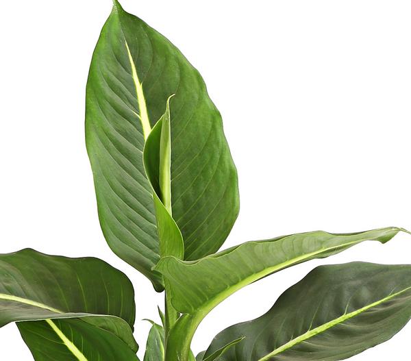 Dieffenbachie - Dieffenbachia maculata,