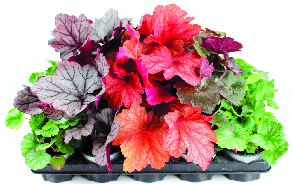 Plant de heuchera collection pot 10,5 cm