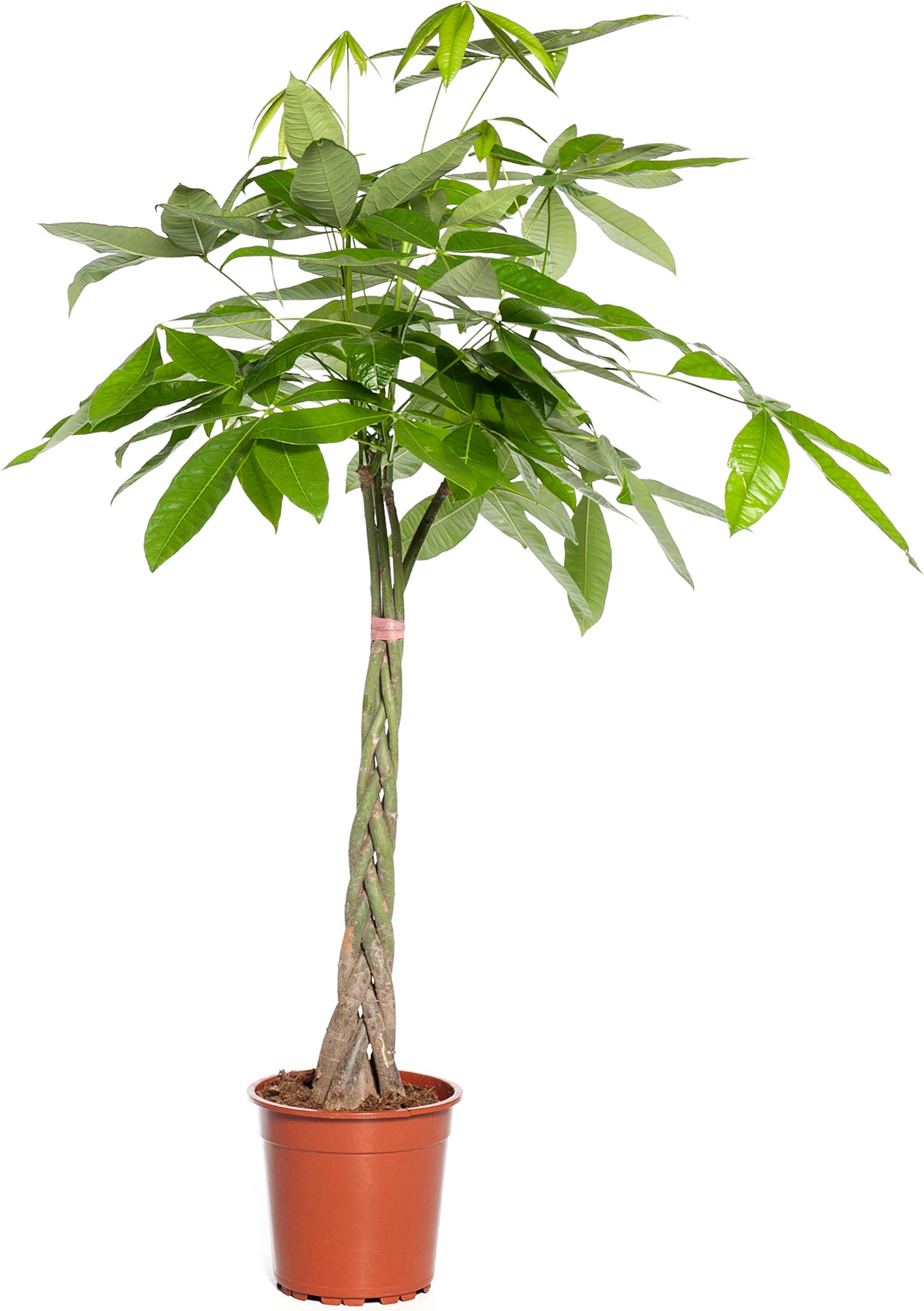Geldboom (Pachira aquatica) D 21 H 100 cm