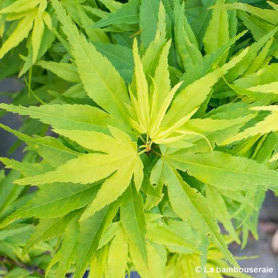 Acer Palmatum 'Mikawa Yatsubusa' : C5L h.30/40cm