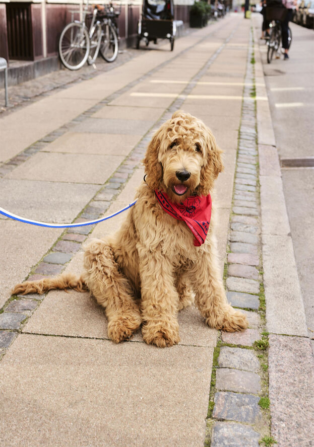 Hay HAY Dogs Leash-Flat M/L-Blue, off-w