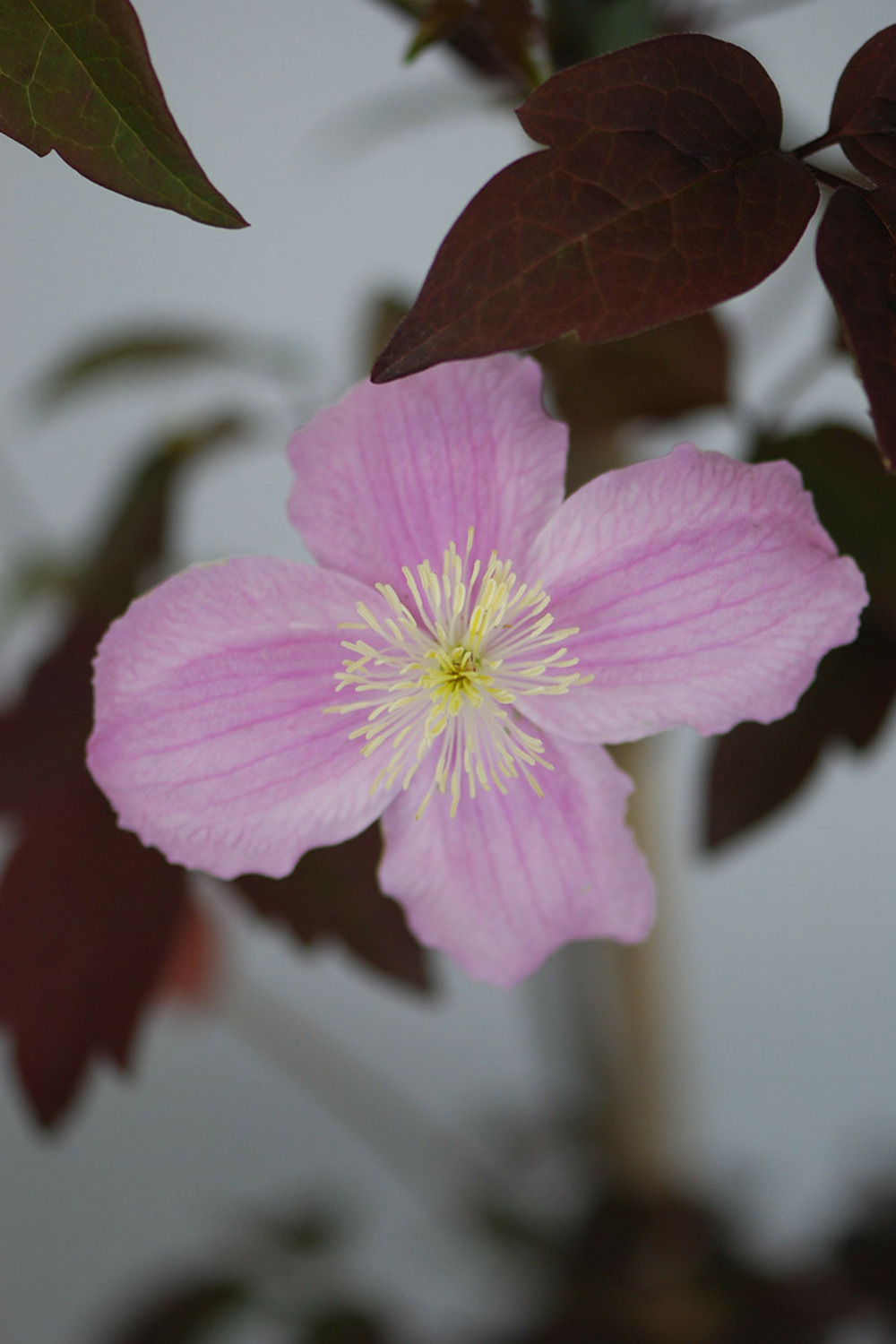 Clematite montana 'fragrant spring' - 3l