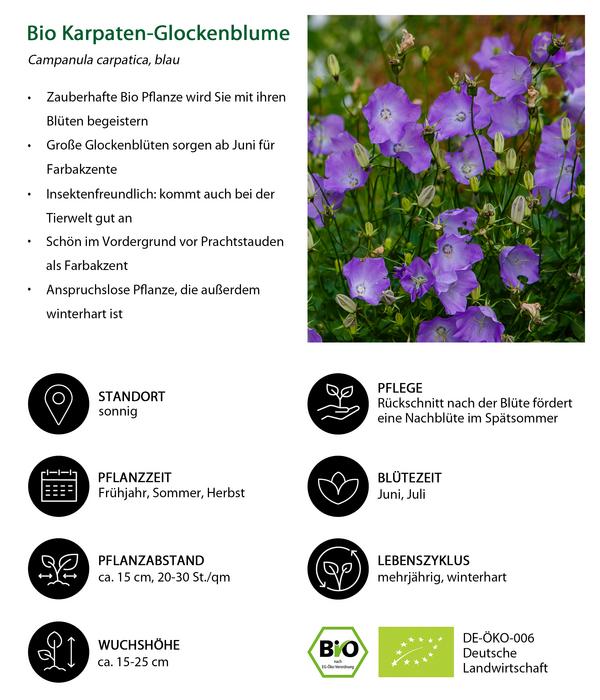 Bio Karpaten-Glockenblume, blau