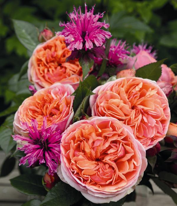 Edelrose 'Chippendale®'