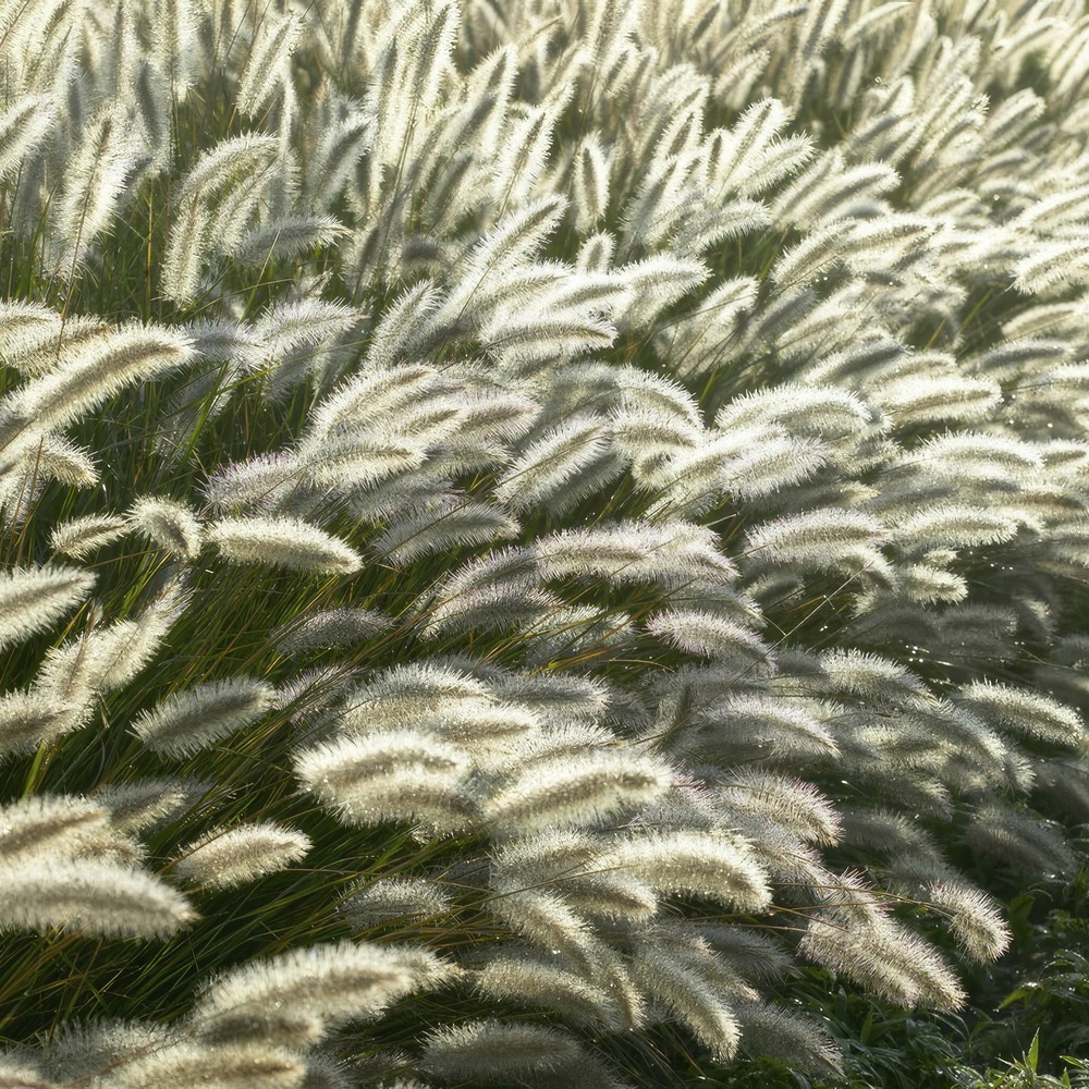 Pennisetum alopecuroides 'hameln'