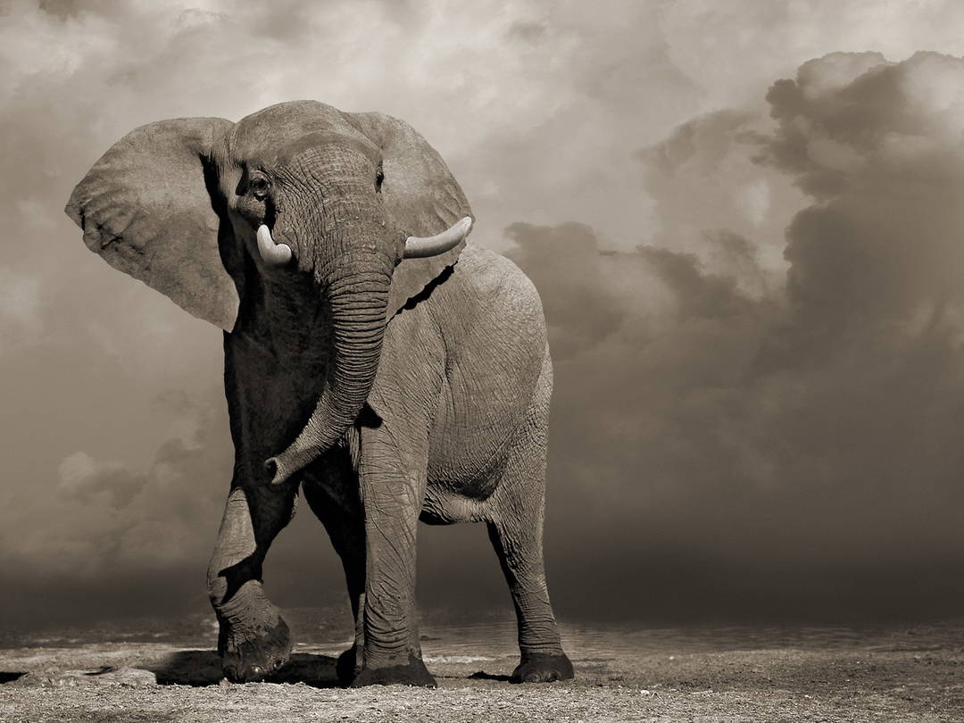 Elephant with Storm Clouds by Horst Klemm - Darlings - Small Limited Edition. 30x40.