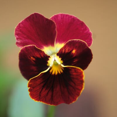 Blumensamen Historische Hornveilchen