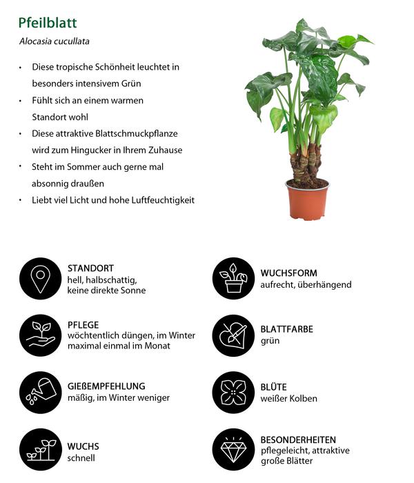 Zimmerpflanzen-Set Tropical, 5-teilig