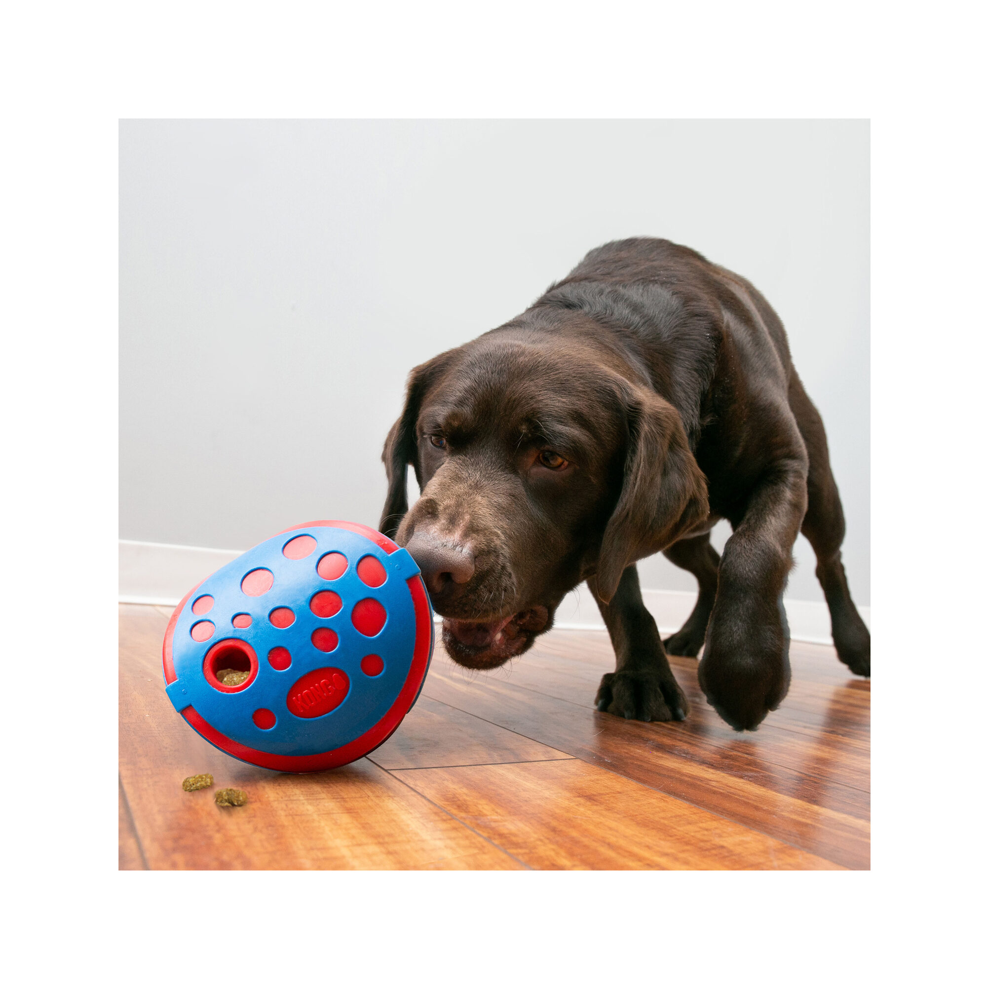 Kong Rewards Wally Hond