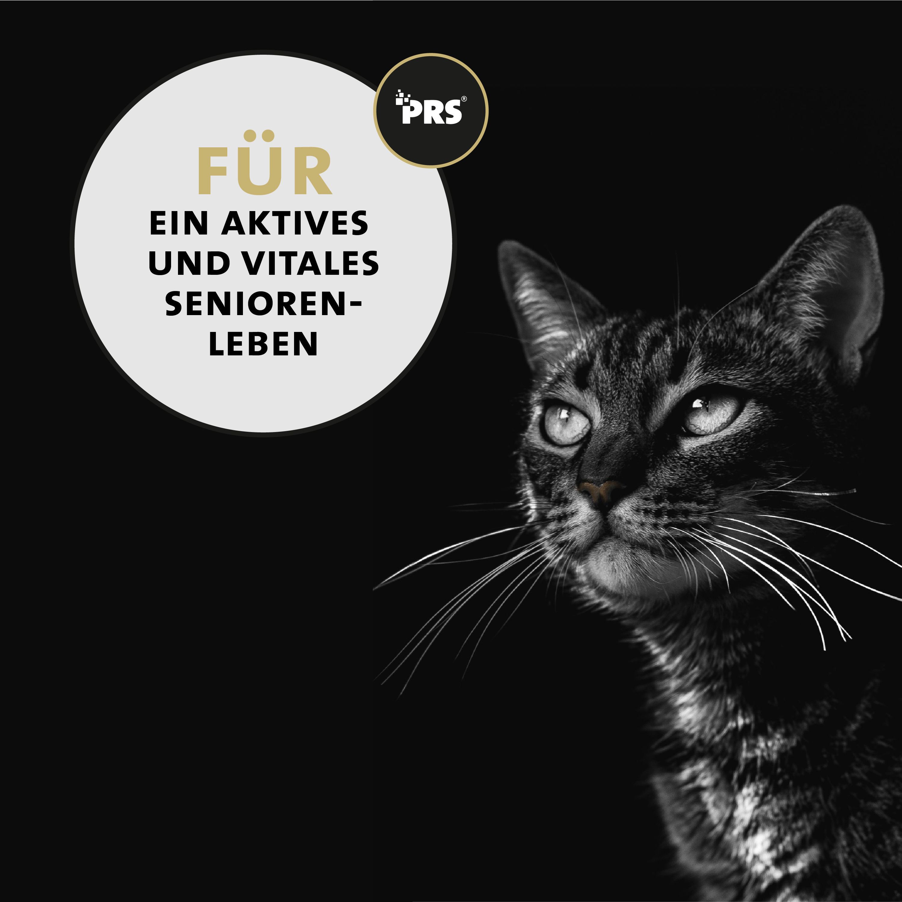 Peticare Senior Pulver für Katzen, fördert Vitalität & Beweglichkeit im Alter