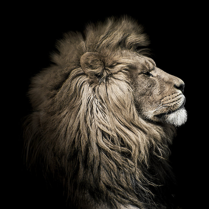Toile Lion Sepia 65 x 65 cm Ceanothe