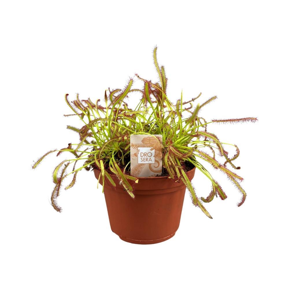 Plante d'intérieur - drosera capensis 17.0cm