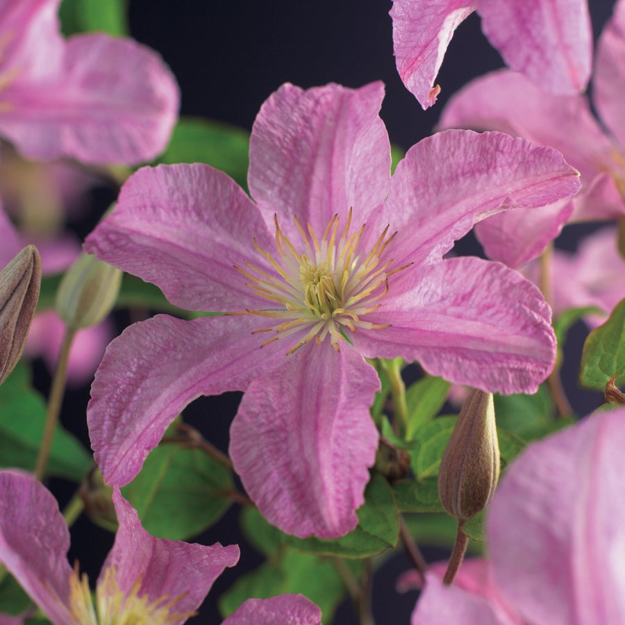 Bosrank (Clematis 'Comtesse de Bouchaud') D 16 H 75 cm