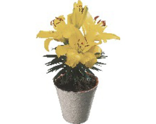 Lelies FloraSelf Lilium x Hybride Ø 13 cm pot