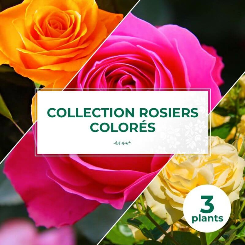 Collection 3 rosiers colorés - racines nues