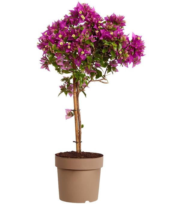 Drillingsblume, Stämmchen