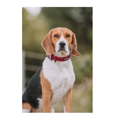 Coleira ajustável APEX DOG GEAR com fecho de metal preto para cães