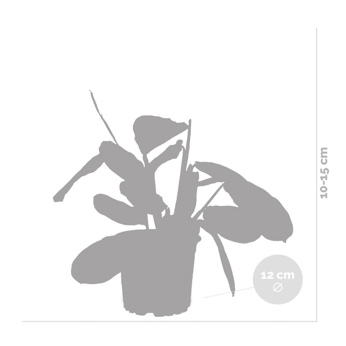 Maranta lemon lime – plante de prière – plante d'intérieur – purificateur d'air – ⌀12cm –↕10-15cm