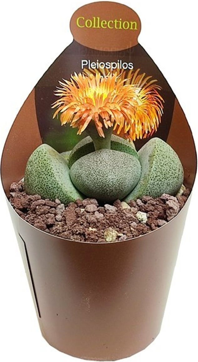 Gespleten rots (Pleiospilos nelii) D 6,5 H 8 cm