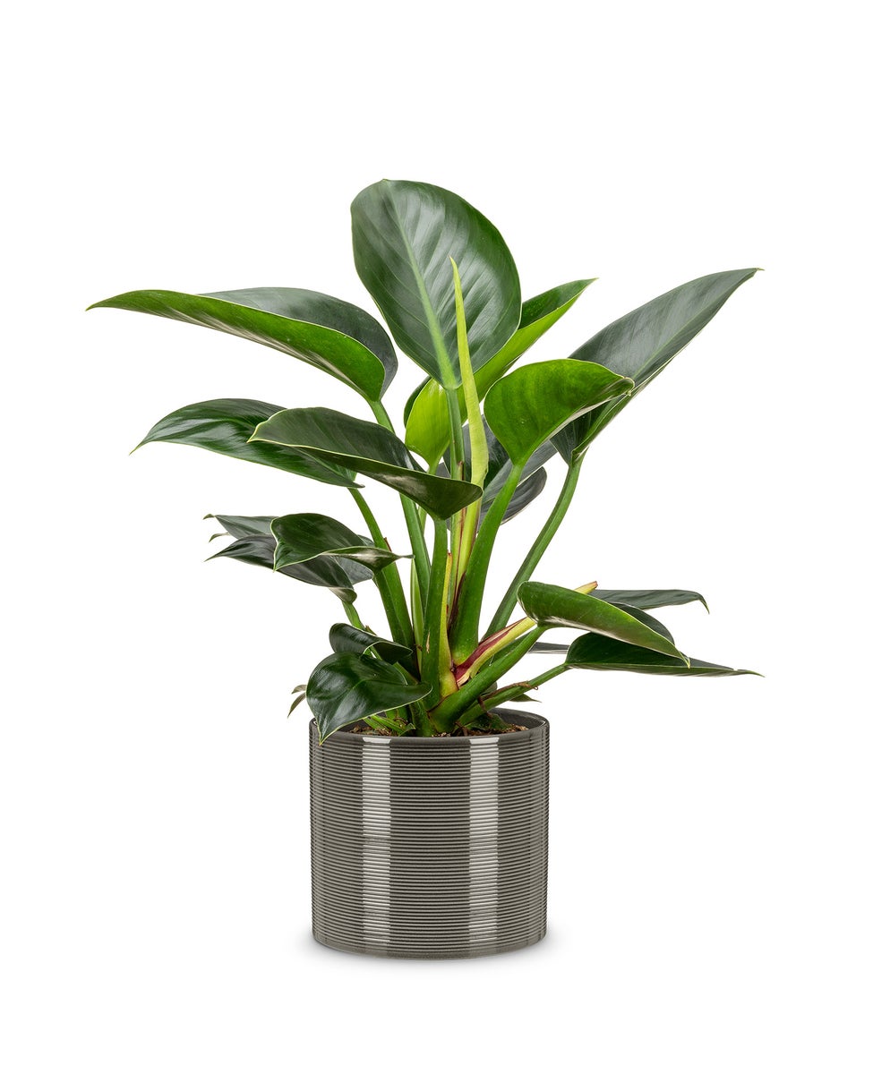 Scheurich keramische bloempot, kleur: Glass Grey, 23 cm diameter, 21 cm hoog, 7,4 l inhoud.