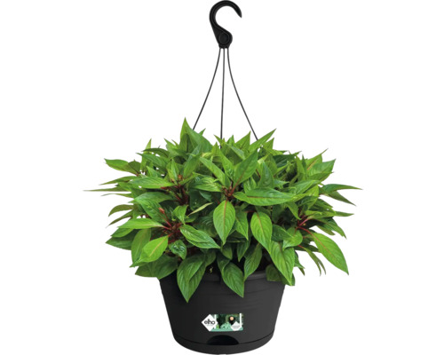 elho Green Basics hangende plantenbakset, kunststof, Ø 28 cm, H 18 cm, zwart, inclusief houder en schotel