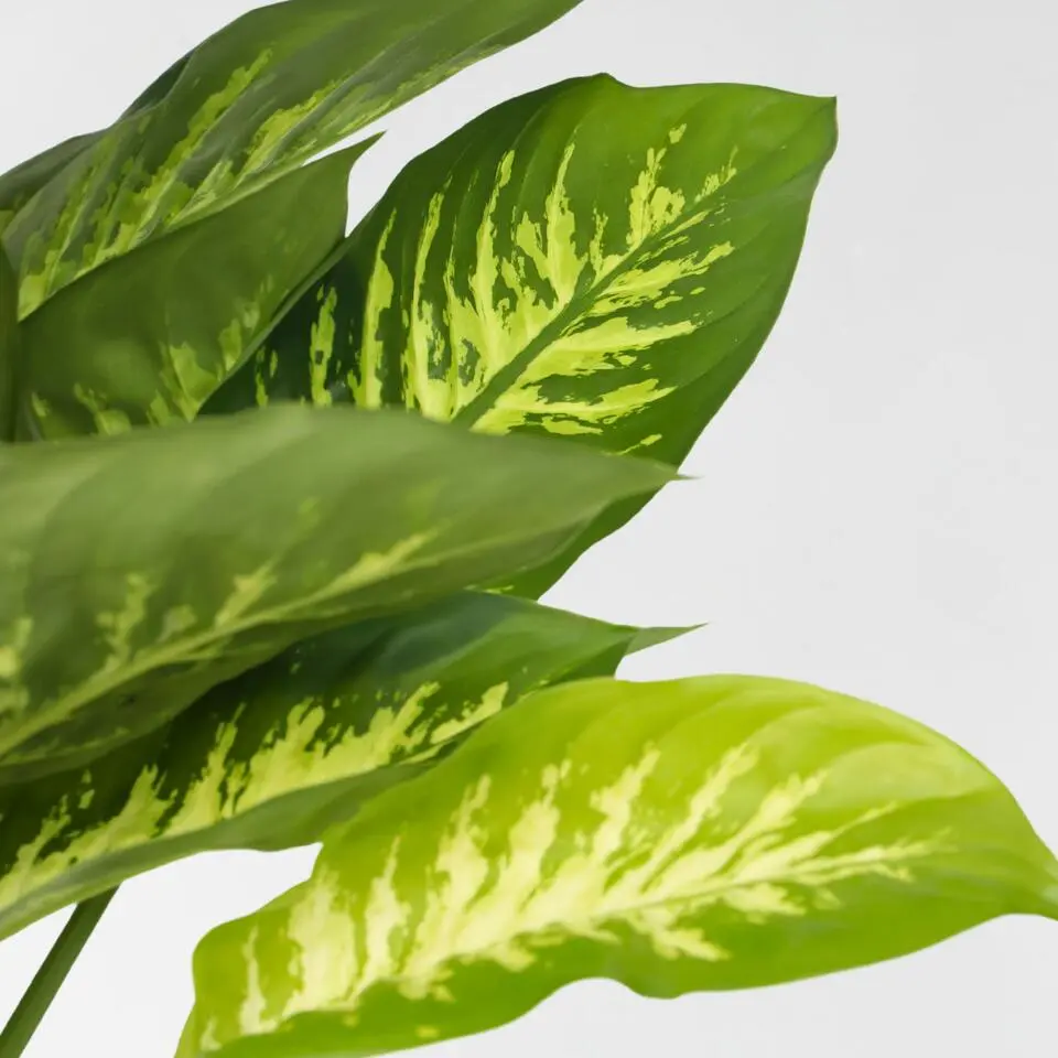 Dief van Bagdad - Dieffenbachia 'Tropic' - Hoogte 70-80cm - ⌀24cm