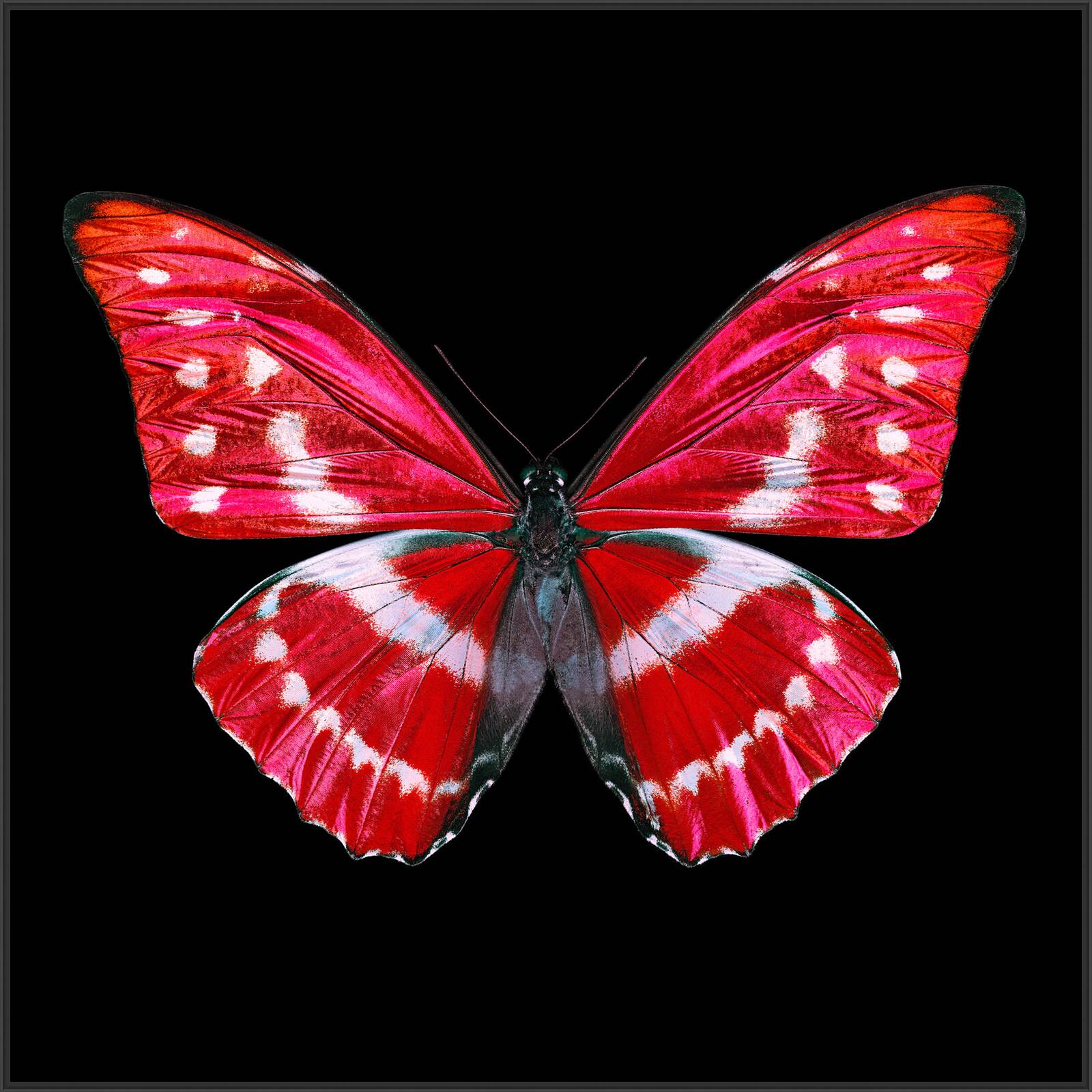 Butterfly X by Heiko Hellwig - Limited Edition. Edition of: 150. Signed.