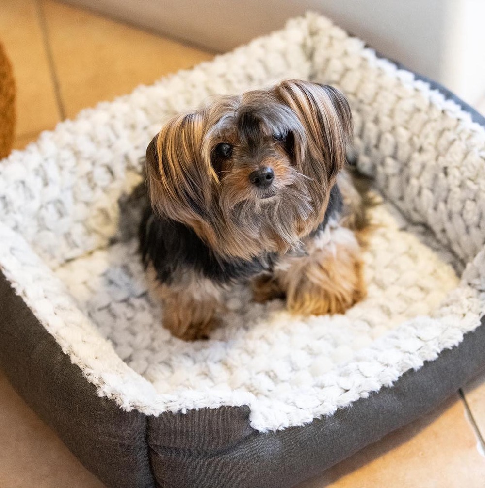 Ferplast panier chien coussin chien moyen taille panier chat coussin chat doux et confortable 74 x 61 x h 19 cm. Gris