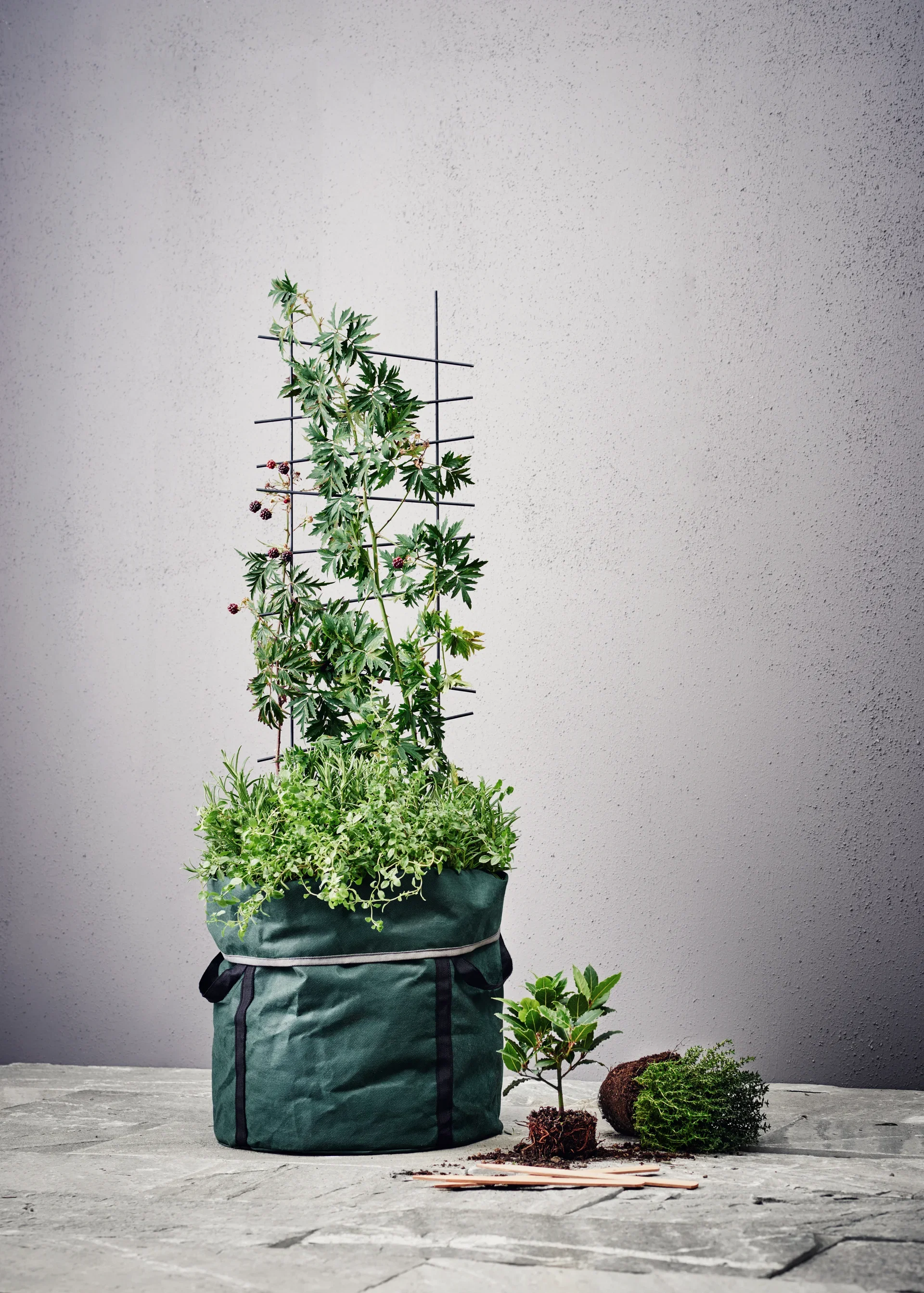 Espalier Ortus Høyde 58 cm