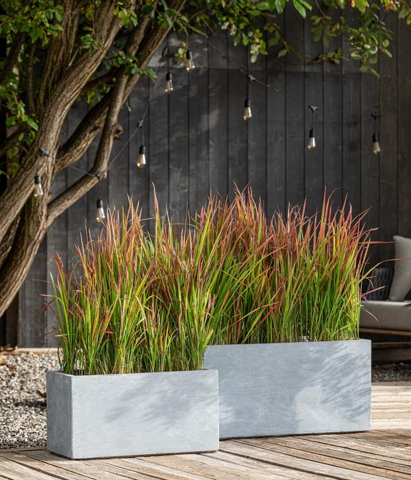 Bio Japanisches Blutgras 'Red Baron'