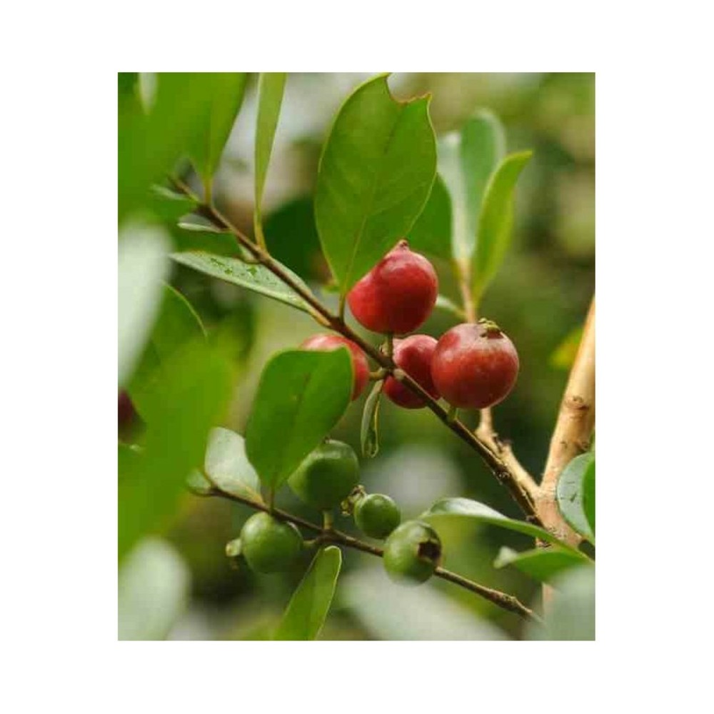 Psidium cattleianum (goyavier de chine et de montevidéo) blanc - taille pot de 7 litres ? 100/120 cm