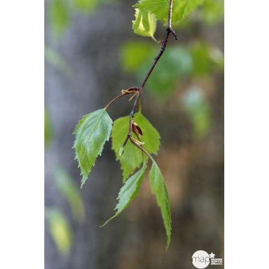 Betula verrucosa ' Youngii ' : 1/2 tige circonférence 8/10 cm H 150 cm