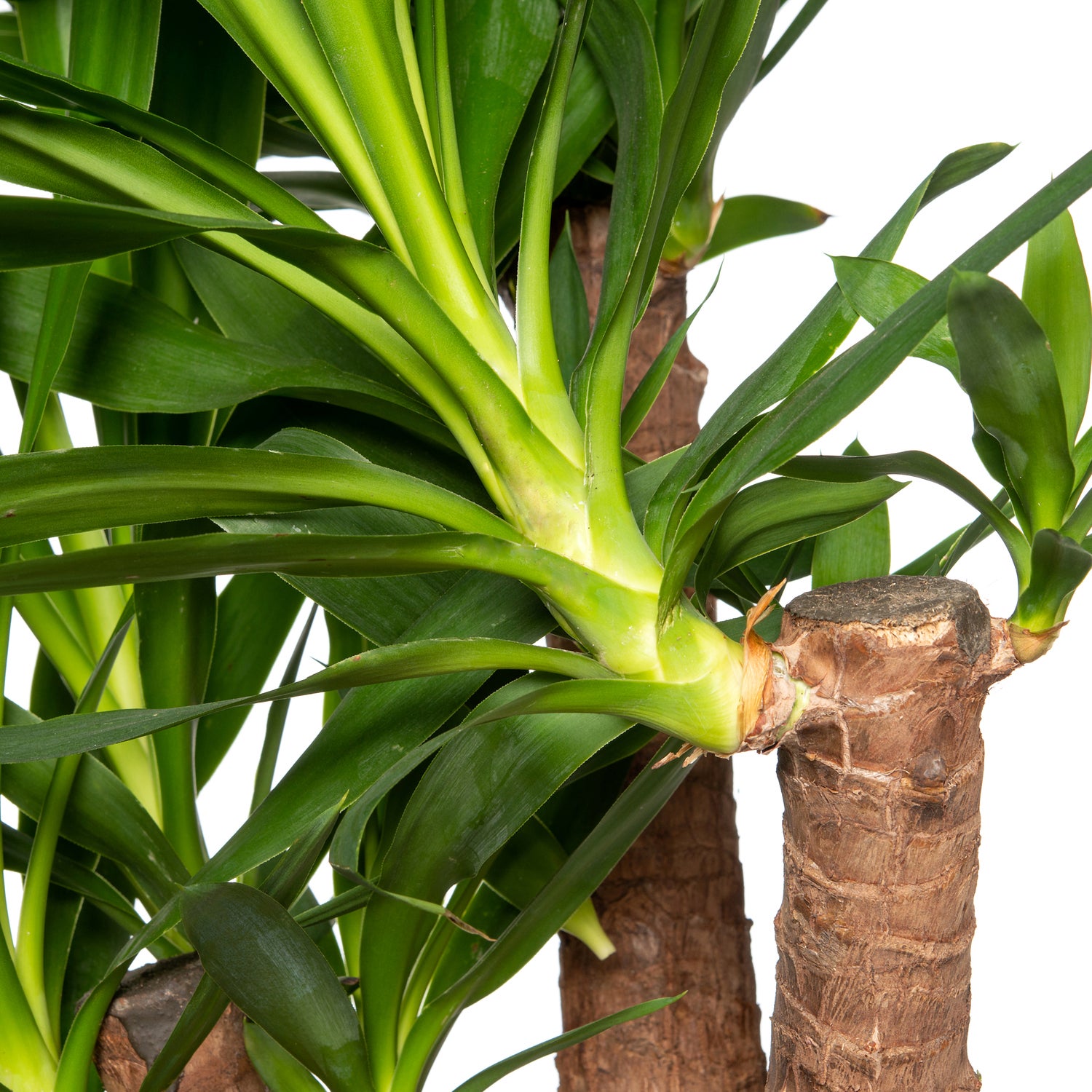 Yucca (Yucca elephantipes) D 24 H 80 cm