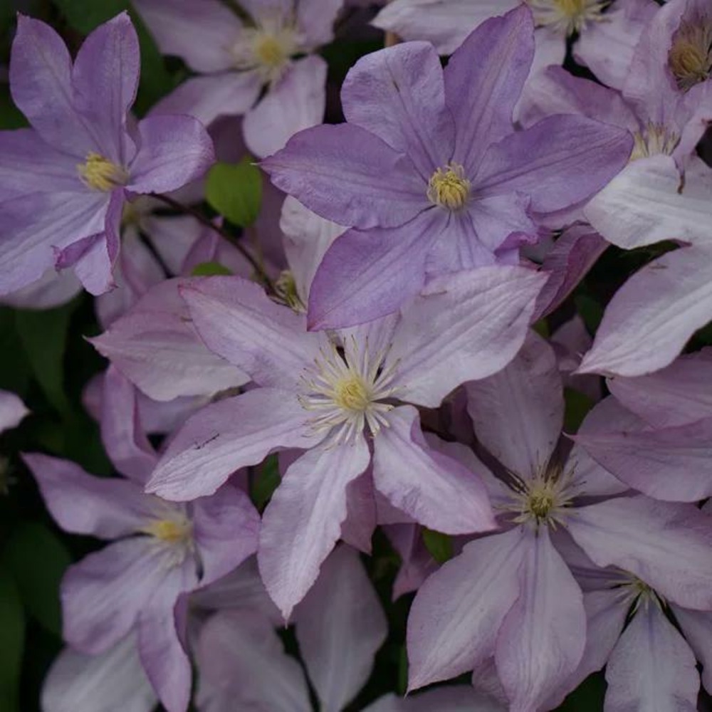 Clématite proteus à grandes fleurs doubles mauve 3l