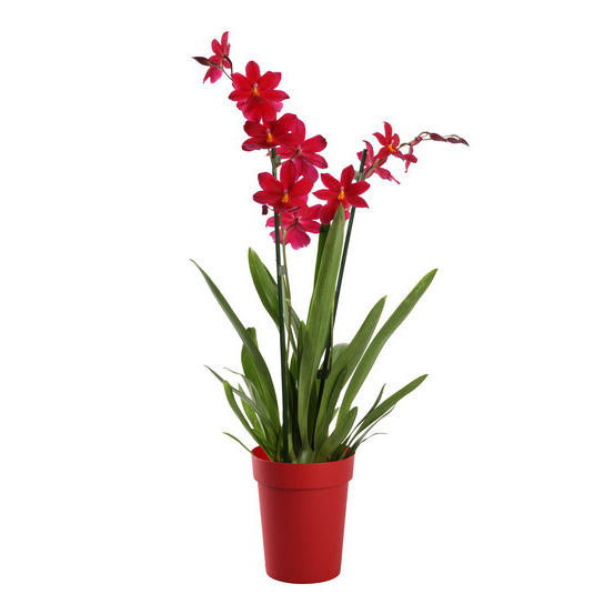 Orchidée Cambria 'Nelly Isler' 2 tiges - pot D.13 cm