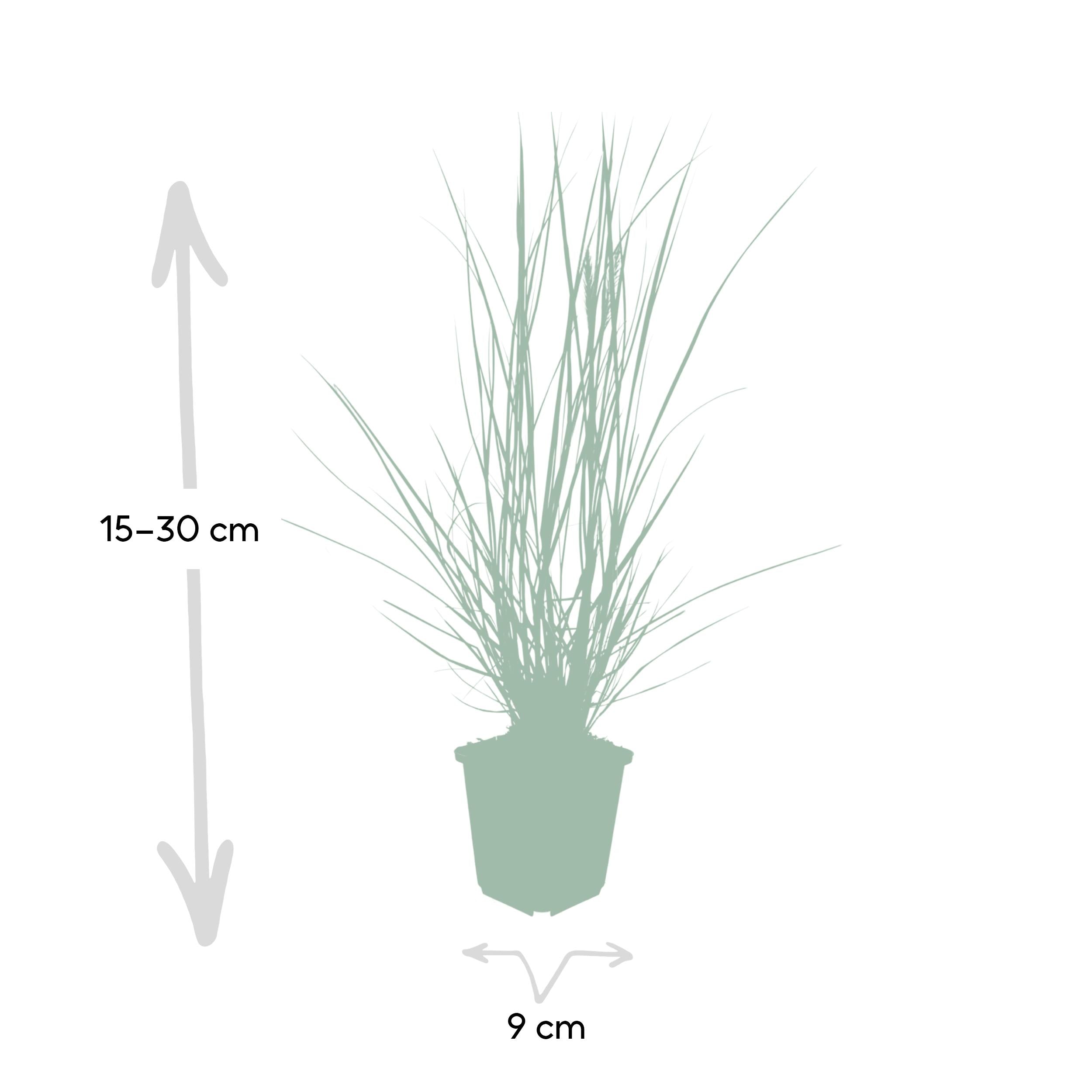 Pennisetum alopecuroides 'hameln'