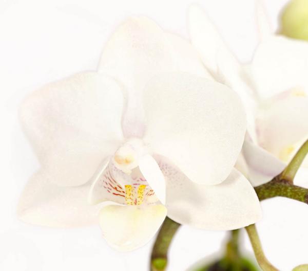 Schmetterlingsorchidee - Phalaenopsis 'Aqua