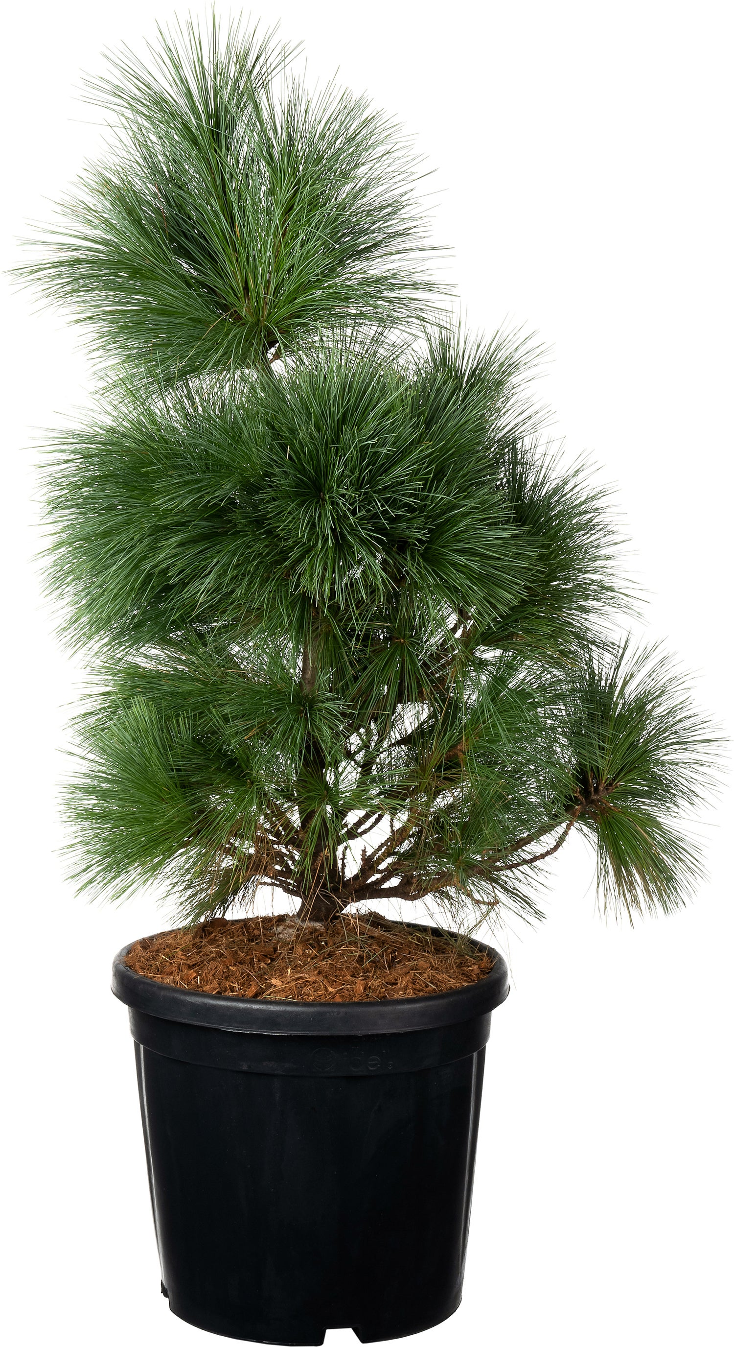 Langnaaldige Pijnboom (Pinus schwerinii 'Wiethorst') D 38 H 60 cm