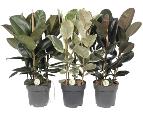 Rubberplantenmix FloraSelf Ficus elastica H ca. 100 cm Ø 27 cm pot willekeurige selectie