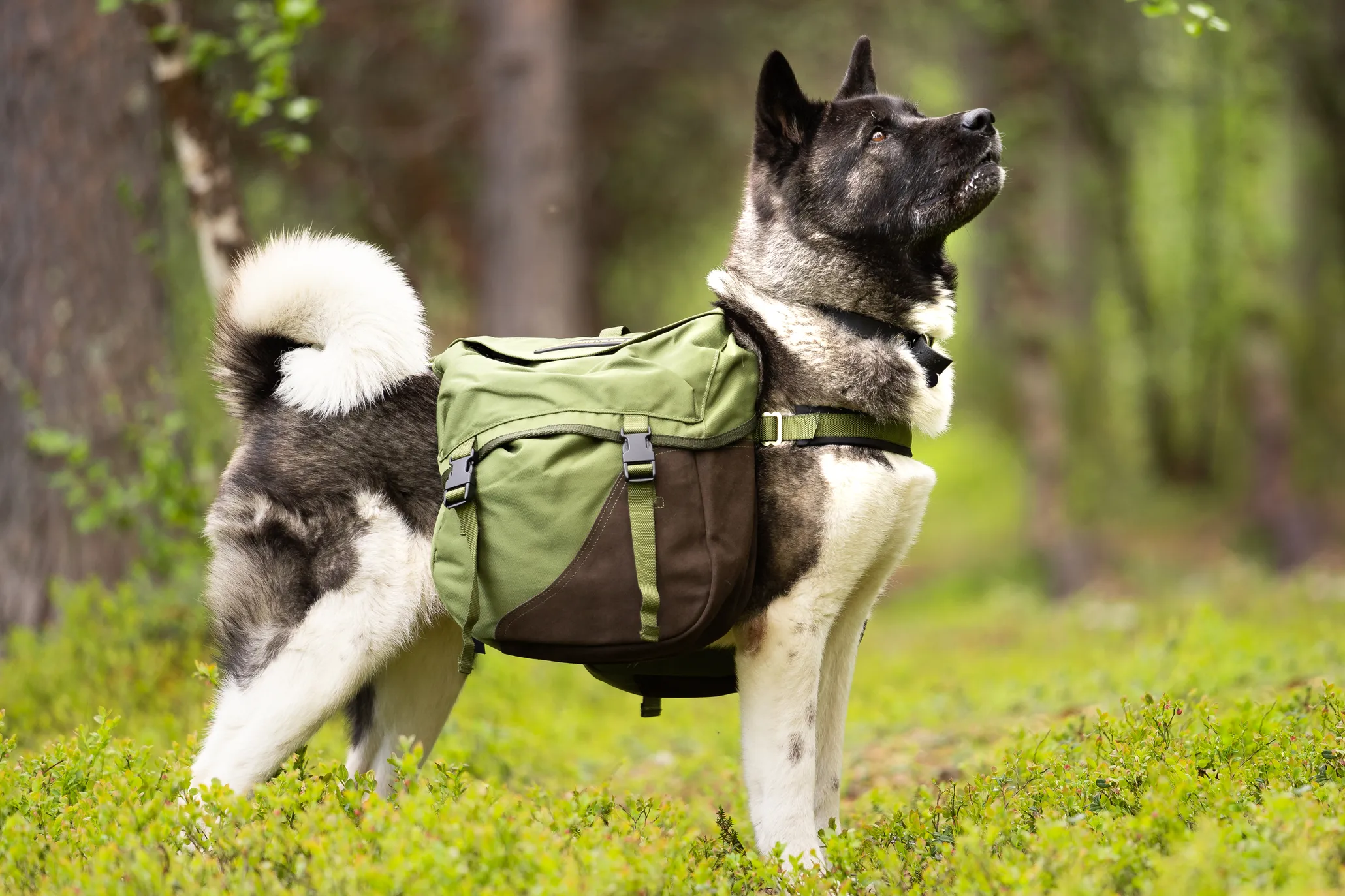 Seleverkstedet Togo hundekløv Grønn/brun L
