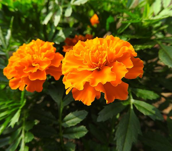 Studentenblume, verschiedene Farben