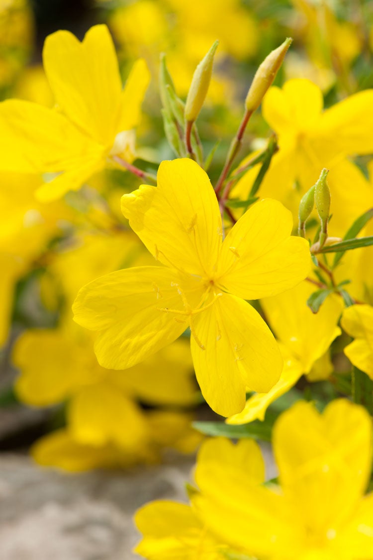 Teunisbloem (Oenothera 'African Sun') D 11 H 10 cm
