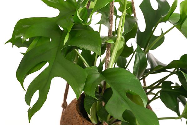 Kokodama-Ampel Fensterblatt - Monstera