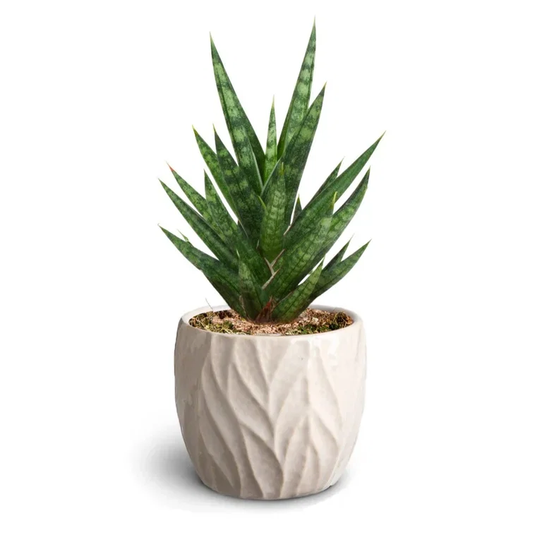 Sansevieria sp. Sansevieria i potte Høyde 15 cm