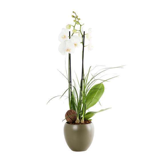 Composition Phalaenopsis 2 tiges : pot Ø17 cm